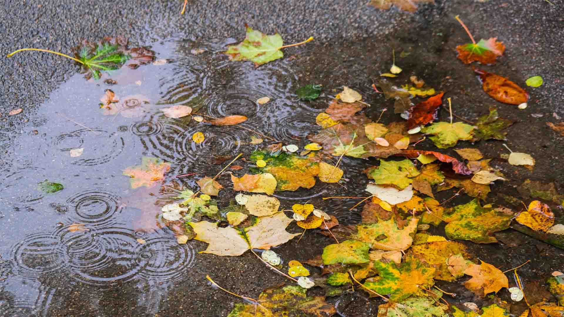 Schmutzfangmatten Im Herbst